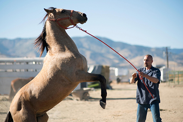 'The Mustang.' Film review by Diane Carson.